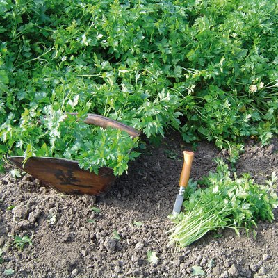 Kräuter für Küche und Garten