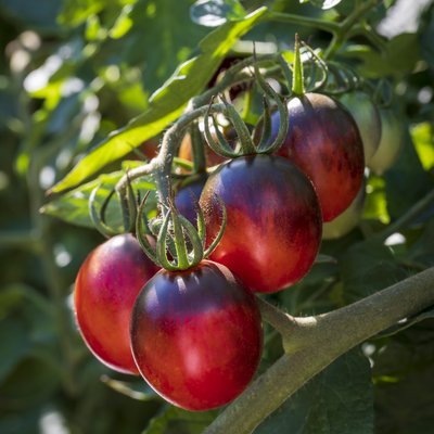 Gemüsepflanzen im Blumenfachgeschäft