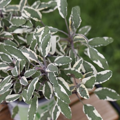 Gemüsepflanzen im Blumenfachgeschäft