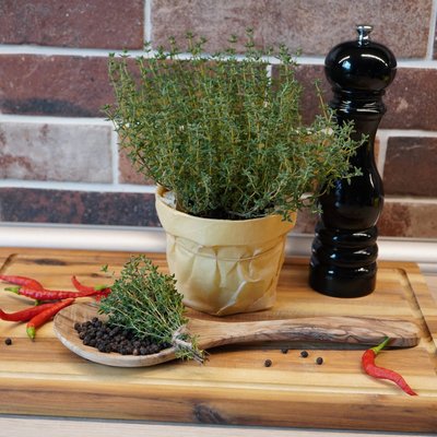 Kräuter-Neuheiten: Duft, Farbe und Aromen überraschen