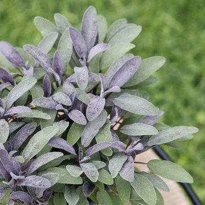 Kräuter-Neuheiten: Duft, Farbe und Aromen überraschen