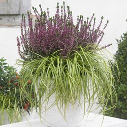 Herbstliche Highlights für Garten und Balkonien