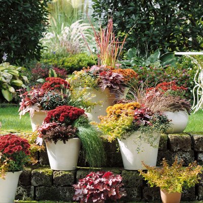 Herbstliche Highlights für Garten und Balkonien