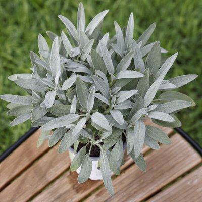 Gemüsepflanzen im Blumenfachgeschäft