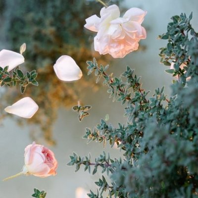 Gemüsepflanzen im Blumenfachgeschäft