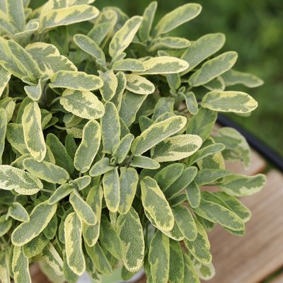 Gemüsepflanzen im Blumenfachgeschäft