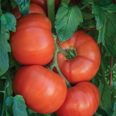 Gemüsepflanzen im Blumenfachgeschäft