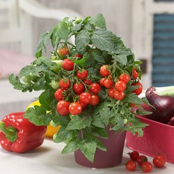 Gemüsepflanzen im Blumenfachgeschäft