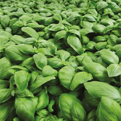 Kräuter für Küche und Garten