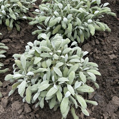 Kräuter für Küche und Garten