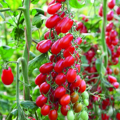 Gemüse und Kräuter-Trends 2026