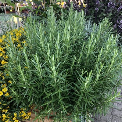 Kräuter für Küche und Garten