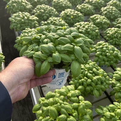 Kräuter für Küche und Garten