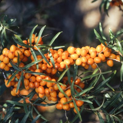 Früchte und Beeren in der Herbstfloristik