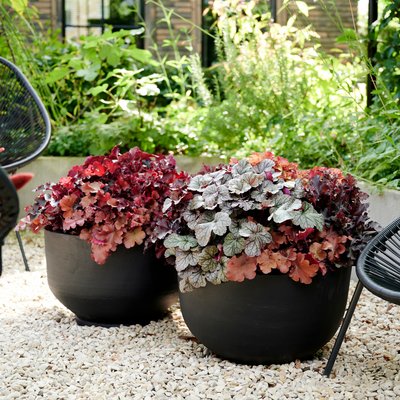 Herbstliche Highlights für Garten und Balkonien