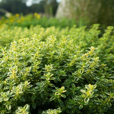 Kräuter-Neuheiten: Duft, Farbe und Aromen überraschen