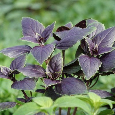 Kräuter für Küche und Garten