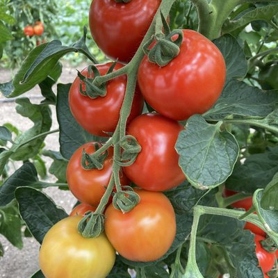 Gemüsepflanzen im Blumenfachgeschäft