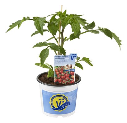 Gemüse und Kräuter-Trends 2026