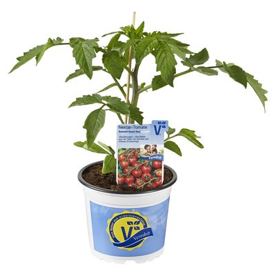 Gemüse und Kräuter-Trends 2026