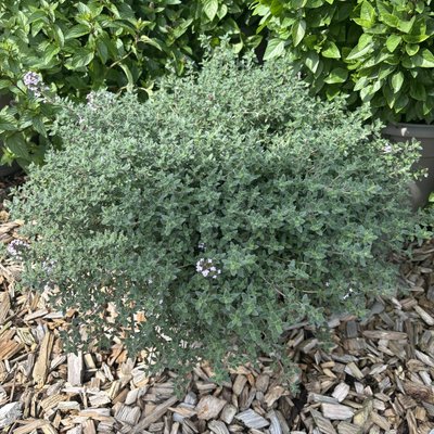 Kräuter-Neuheiten: Duft, Farbe und Aromen überraschen