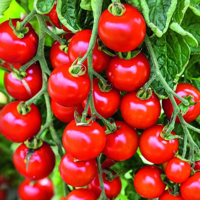 Gemüsepflanzen im Blumenfachgeschäft