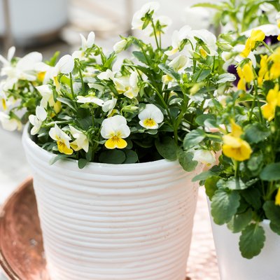 Herbstliche Highlights für Garten und Balkonien